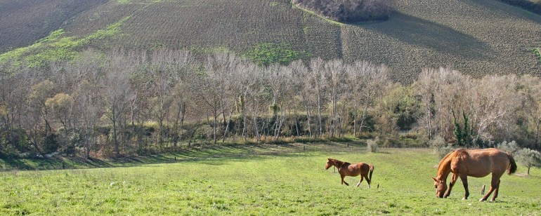 Il benessere del cavallo e l’alimentazione. Il modello Cavalcando l’Abruzzo